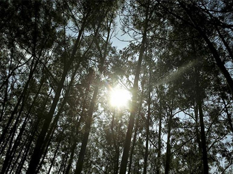 Prorrogação do Período Crítico – Sistema Nacional de Defesa da Floresta Contra Incêndios