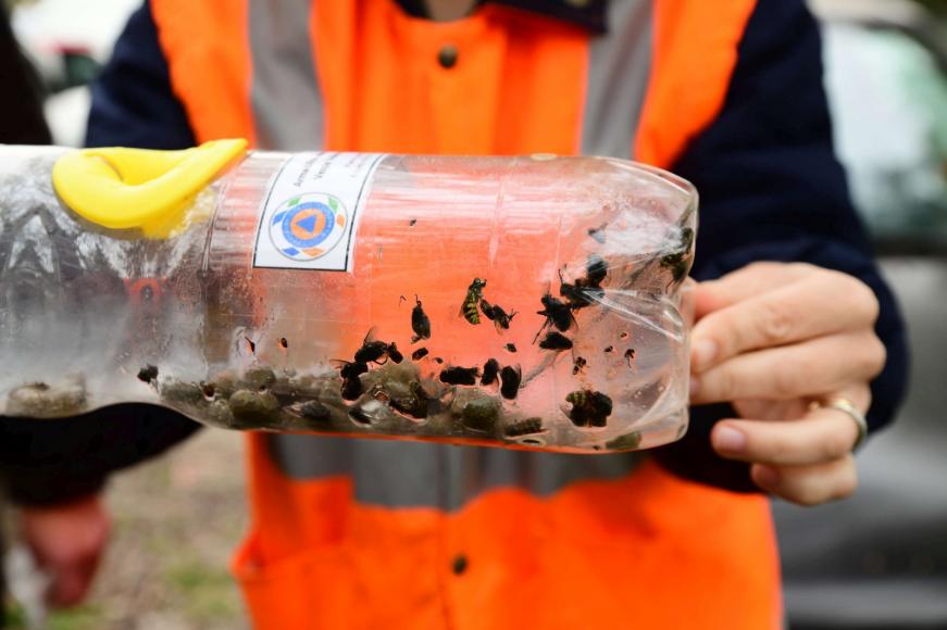 Vespa Velutina (asi&aacute;tica)   - O que fazer?